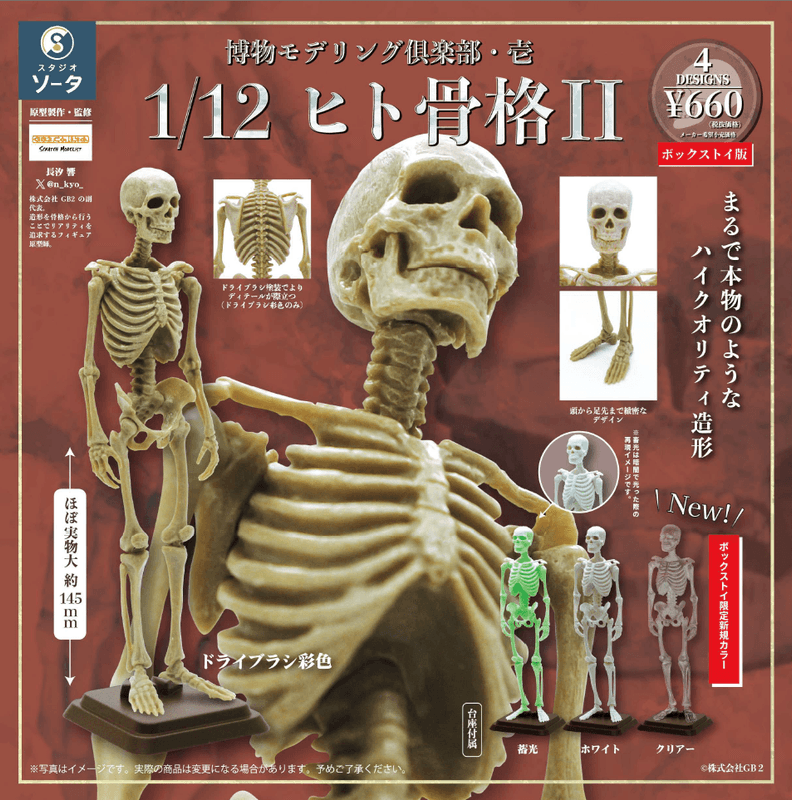 Natural History Modelling Club Vol.1 - 1/12 Human Skeleton II (Box of 4)