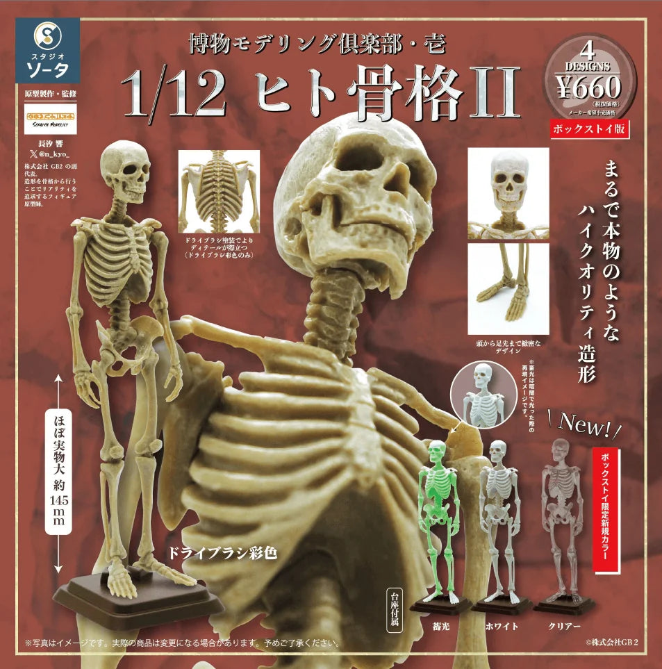 Natural History Modelling Club Vol.1 - 1/12 Human Skeleton II (Box of 4)