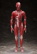Good Smile Company figma Human Anatomical Model Poseable Collectible