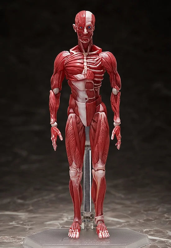Good Smile Company figma Human Anatomical Model Poseable Collectible