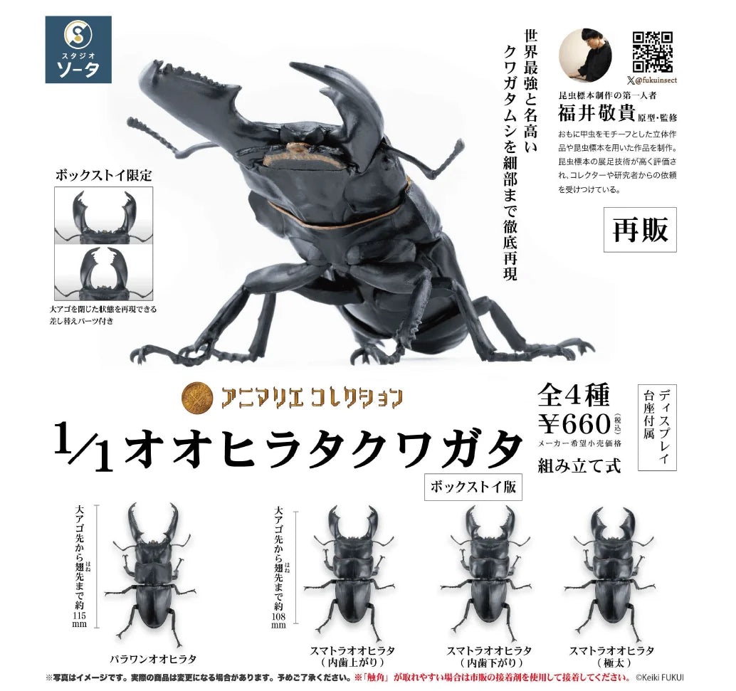 Animarie Collection 1/1 Giant Flat Stag Beetle (Box of 4)