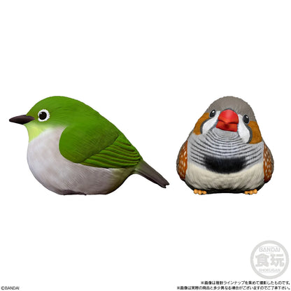 Tenori Friends 4 Birds (Box of 12)